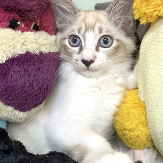 【里親様決まりました】シャム系の中毛の女の子