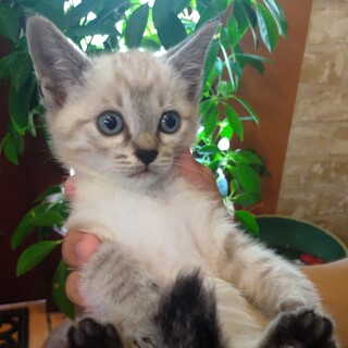 綺麗な瞳の男の子『フラ』