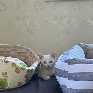 子猫のおうち探してます