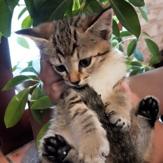 首元おしゃれな『ペー』