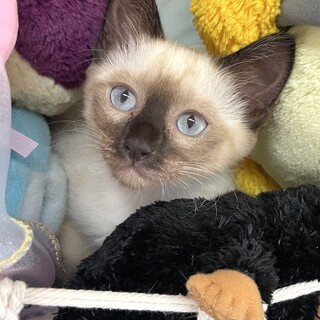 【里親様決まりました】シャム系の女の子