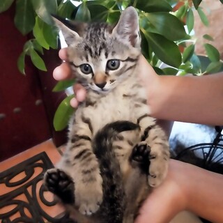 ゆるふわキュートな『チーノ』♀