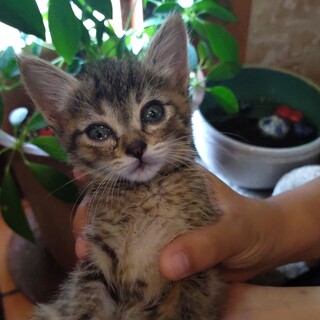 おっとりとした女の子『すずり』