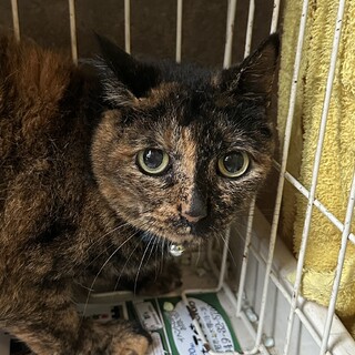 とっても人見知り！サビ柄の女の子『つゆ』