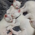 生後1ヶ月　4匹の子猫たち