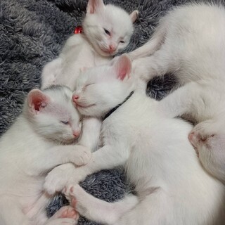 生後1ヶ月　4匹の子猫たち