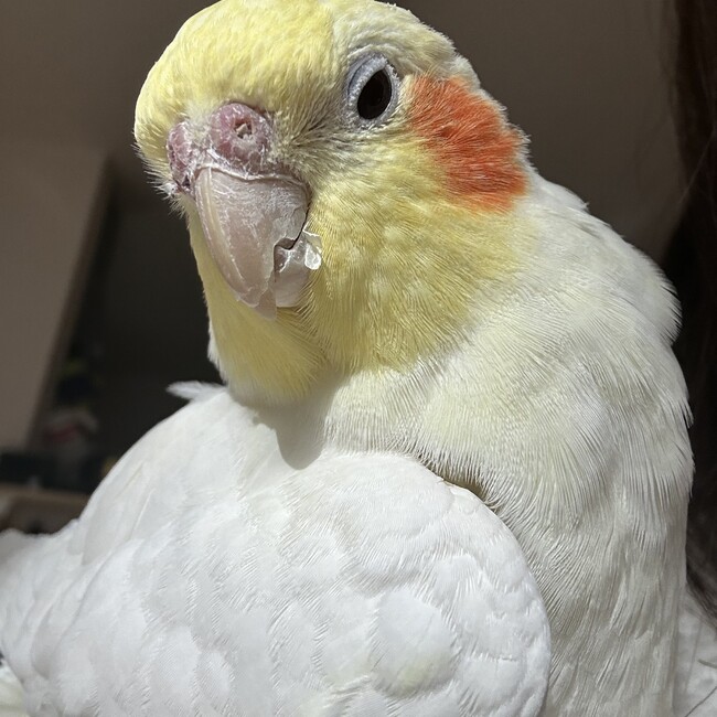 あなみこのカバー写真