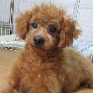 決まりました、ありがとうございました。