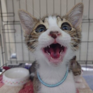 キジ白　健康で優しい男の子です