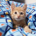 元気いっぱい茶トラ仔猫もなかくん