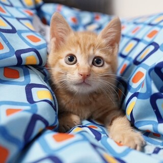 元気いっぱい茶トラ仔猫もなかくん