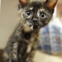お目目キラキラかりんちゃん