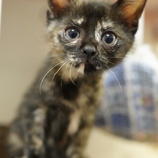 お目目キラキラかりんちゃん