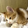 遊び上手なイケメン仔猫茶白の元くん サムネイル5