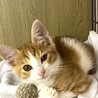 遊び上手なイケメン仔猫茶白の元くん サムネイル6