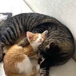16日参加猫たちと7日譲渡会参加予定の子猫