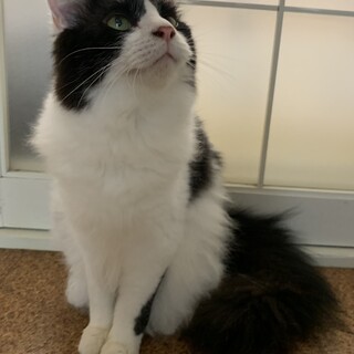 ノルウェージャンフォレストキャット