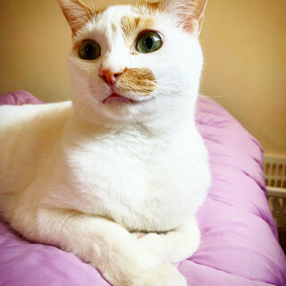 茶白　賢い　オス猫