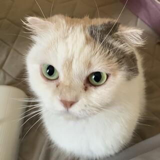 スコティッシュ　メス