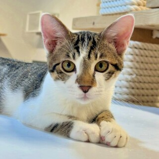 面談中『しょうへい』