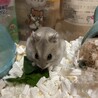 ハムちゃん