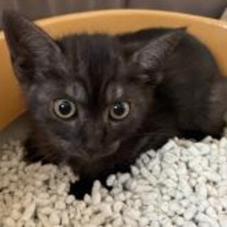 珍しい薄墨色の男の子2ヶ月半人馴れ猫なれ抜群