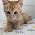 人慣ればっちり☆チャイくん