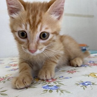 人慣ればっちり☆チャイくん