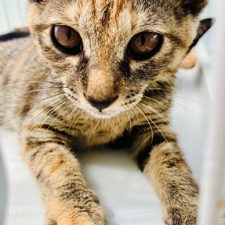 3ヶ月　男の子2匹　女の子2匹　合計4匹