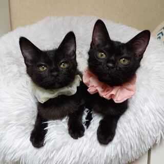 お膝だいすきマーナ&マーサ⭐3か月