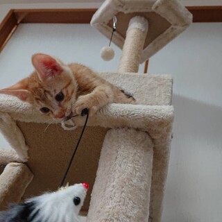 ほんわか可愛い茶トラ子猫のたむくん！