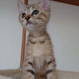 キュンな可愛さの薄サビタビーのえむ！