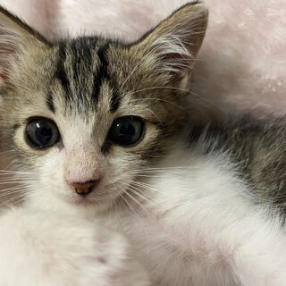 アメショ柄?キジ白ちゃん♡男の子(1ヶ月半)