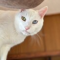 オッドアイの白猫おじさま