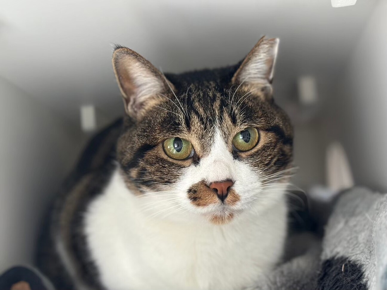 ハチワレ白キジねこちゃん」神奈川県 - 猫の里親募集(482542) 3枚目の