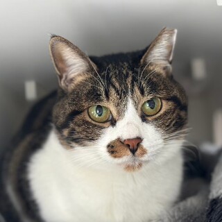 ハチワレ白キジねこちゃん