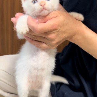 コロコロ可愛らしいシャムミックスの女の子