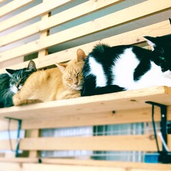 保護猫の譲渡会に行こう！