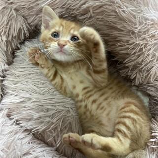 クリクリおめめ！やんちゃボーイ約2ヶ月