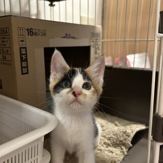 2ヶ月姉妹①三毛猫女の子