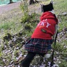 の写真