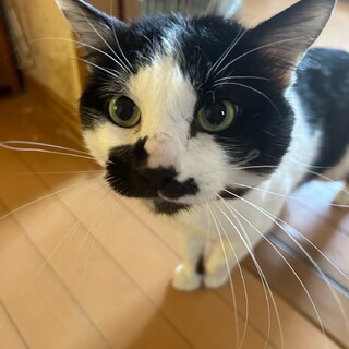 ハチワレのオス猫