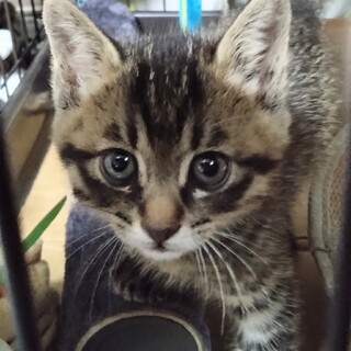 トライアル決定