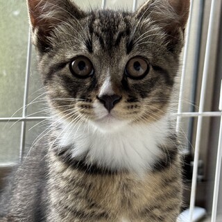 ４月上旬生まれ③キジ白男の子