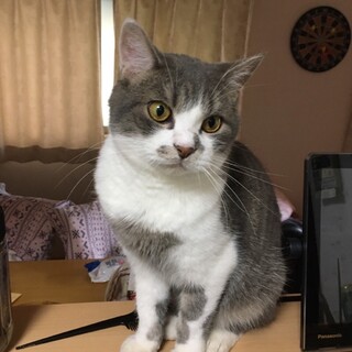 スコティッシュホールド