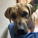 土佐犬のメスさらちゃん
