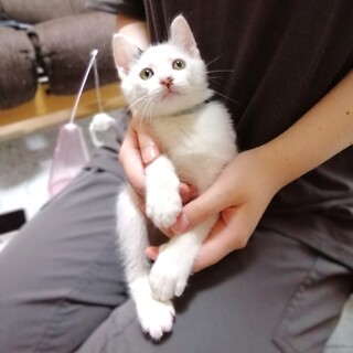 ボクとお見合いしてください！