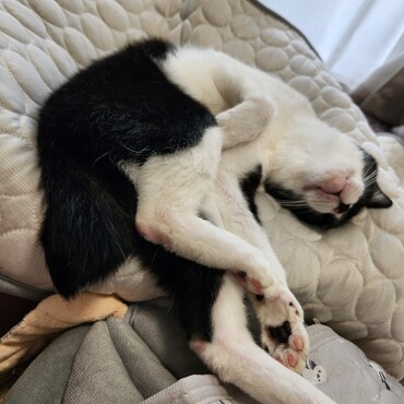 ひんやりマットでおやすみ