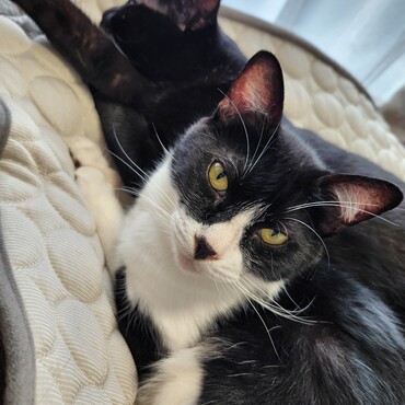 ひんやりだけど2匹ぴったり