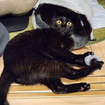 トンネルおもちゃ